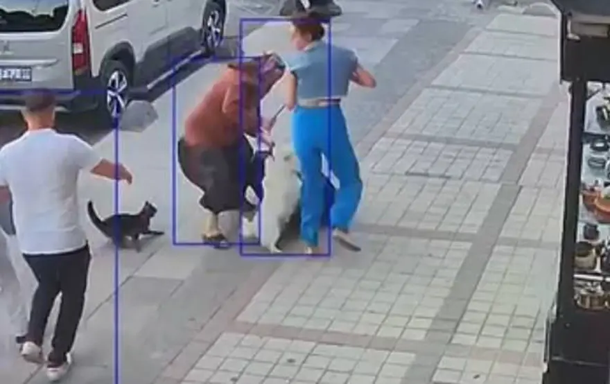 Bağcılar'da kedi, Sibirya kurduna saldırdı 