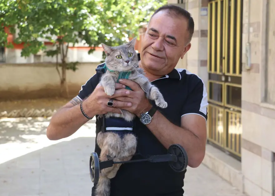 Felçli kedisini tekrar hayata bağladı 