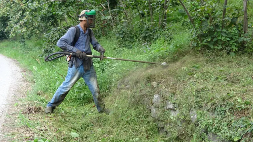 Günlüğü 6 bin lira: Hasat öncesi en zor iş 1