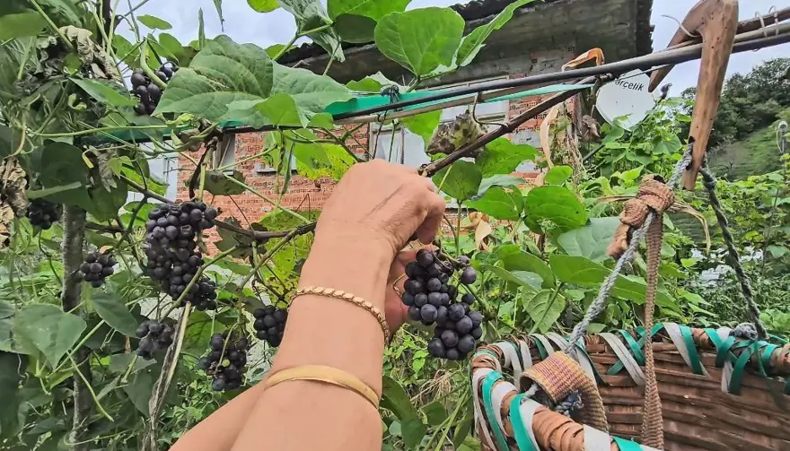 Odun ateşinde saatlerce kaynatılıyor: Başında nöbet tutuyorlar 1