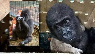 İstanbul Havalimanı'nda kargo kutusunda bulunmuştu! Bakanlık yavru gorilin son durumunu paylaştı