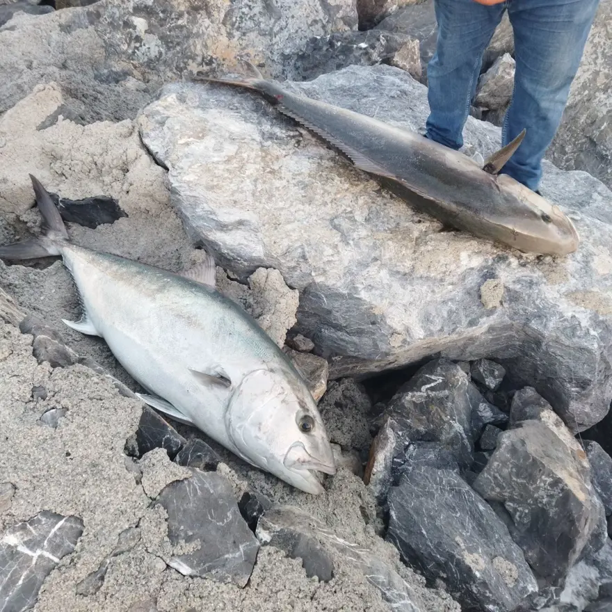 Oltayla yakaladı, tam 65 kilo: 18 bin TL’ye sattı 