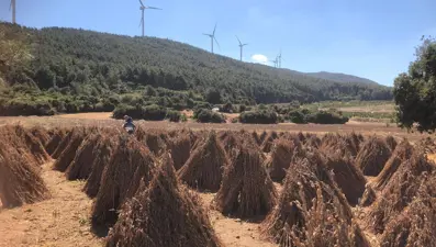 80 dekarlık alana ekildi, 3 bin 200 kilo verim bekleniyor: Hasat zamanı geldi