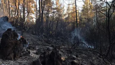 Burdur'daki orman yangını mangaldan çıkmış