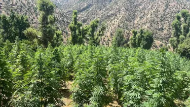 Diyarbakır'da 1 milyon 459 bin kenevir bitkisi ele geçirildi