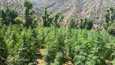 Diyarbakır'da 1 milyon 459 bin kenevir bitkisi ele geçirildi