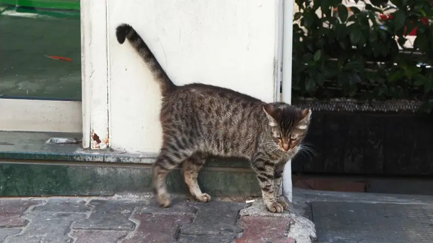 Cihangir’in maskotuTarçın kaza kurbanı 4