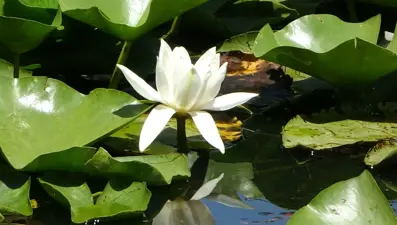 Bu çiçeği koparmanın cezası 557 bin 212 TL