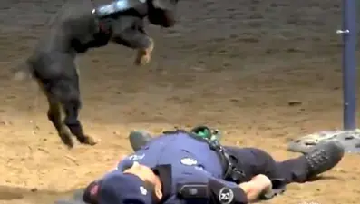 Kalp masajı yapan polis köpeği