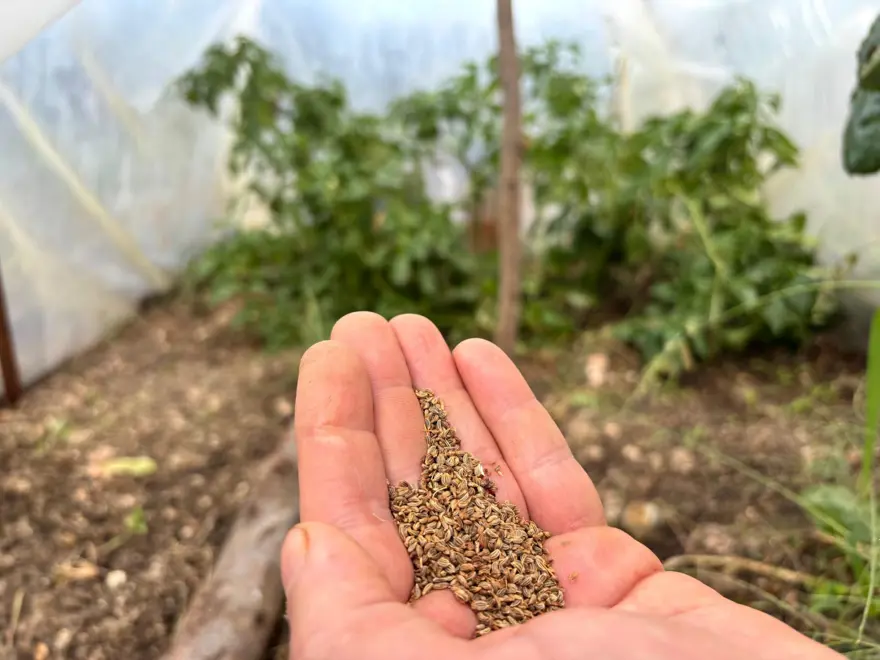 Balkonunda hobi olarak başlamıştı, ülkenin umudu oldu: "Alın yiyin çekirdeklerini bana getirin diyorum" 1