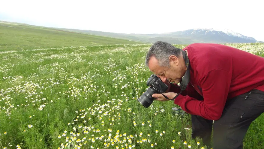 Süphan Dağı eteğindeki papatya tarlası hayranlık uyandırıyor 2