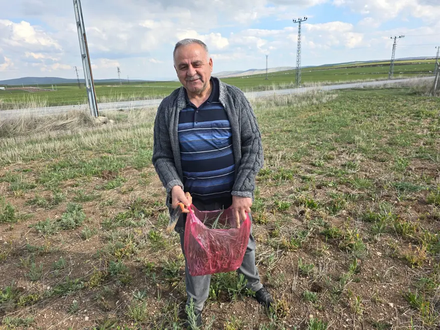 Kolesterol düşürücü özelliği varmış, ilkbaharda toplanıyor: Her yerde yetişen bitki 1