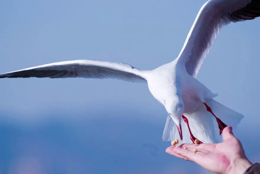 “Haydi! Yeşil Gelecekler” fotoğraf yarışmasının ödülleri açıklandı 25 “Haydi! Yeşil Gelecekler” fotoğraf yarışmasının ödülleri açıklandı 25