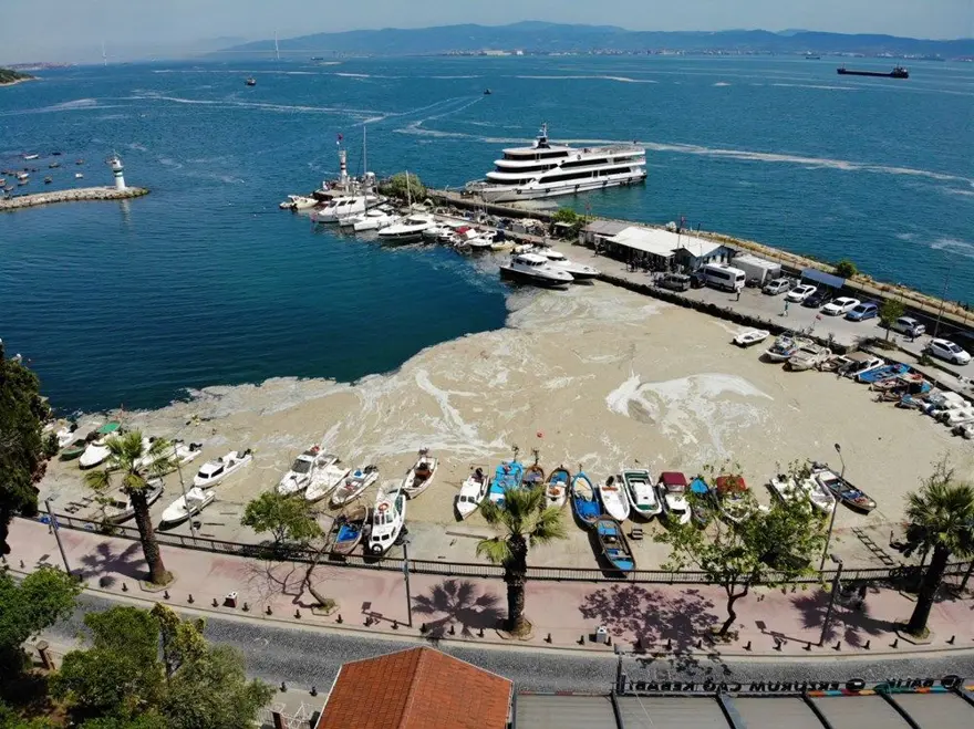 Deniz salyası (müsilaj) nedir, neden oluşur? İşte müsilajın nedenleri 5