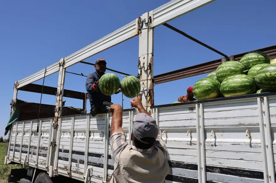 Tarlada kilosu 1-2 lira: Ürün fazla, hasat devam ediyor 5