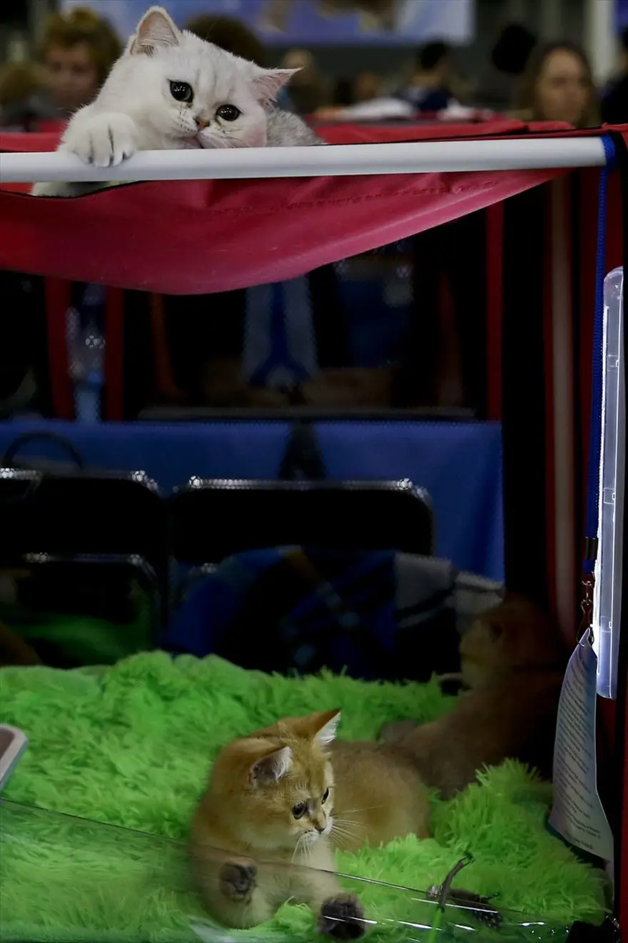 Kedi fuarından renkli fotoğraflar (Catsburg) 19