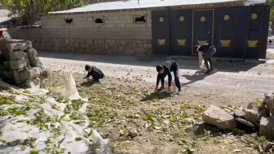 Kilosu 600 liraya kadar çıkıyor: Ünü dünya çapında, hasat başladı 2