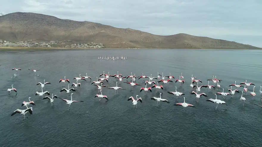 Van Gölü'nde flamingolar göç etmedi 10
