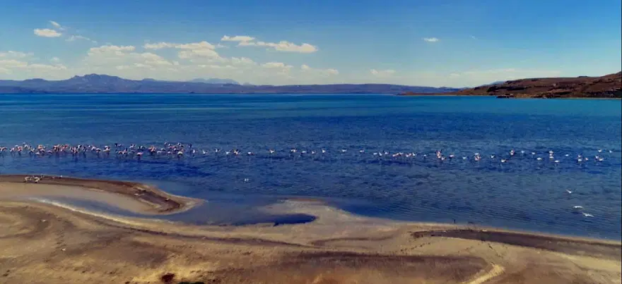 Van Gölü'nde flamingo şöleni 13