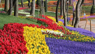 İstanbul'un park ve bahçelerini laleler süslüyor (14. Lale Festivali başladı)