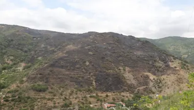 Tekirdağ'da orman yangını