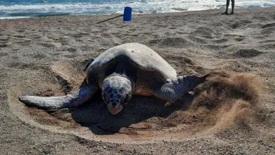 Caretta caretta yuva sayısı 6 bine ulaştı