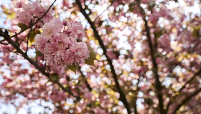 Sakura ağaçları çiçek açtı