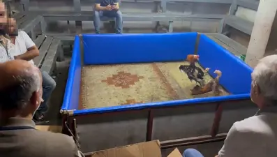 Horoz dövüştürenlere suçüstü baskın