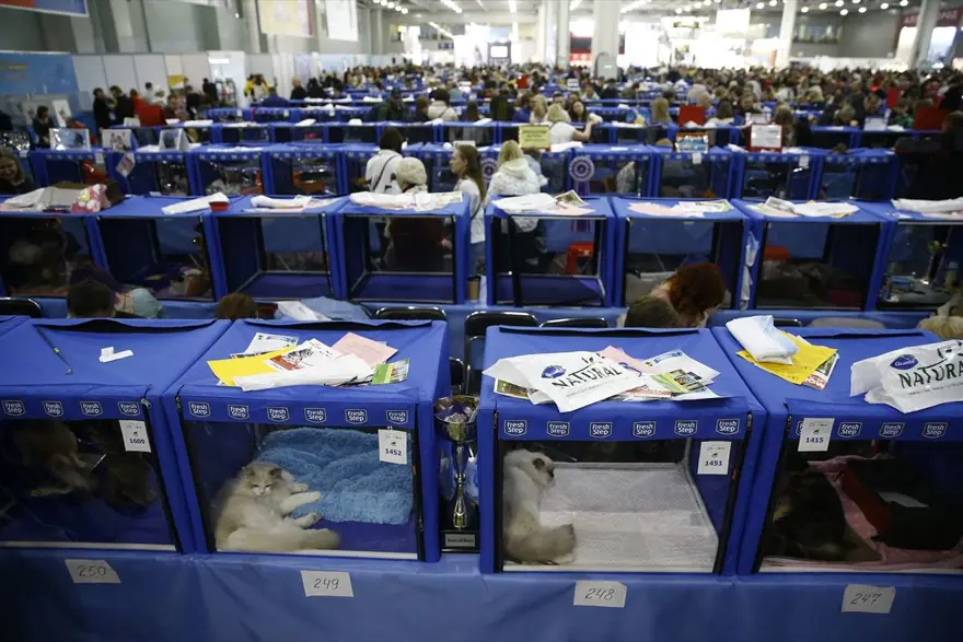 Kedi fuarından renkli fotoğraflar (Catsburg) 12