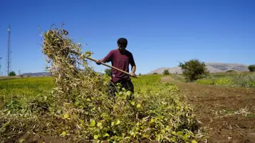 250 TL'den satışta: Hasadı başladı, kurumaya bırakıldı