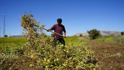 250 TL'den satışta: Hasadı başladı, kurumaya bırakıldı