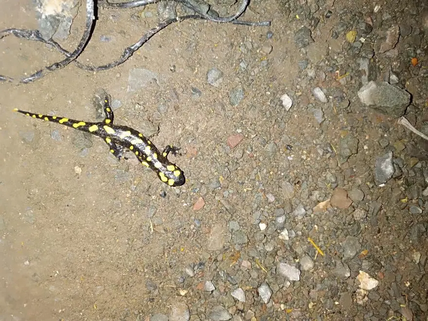 Bahar geldi, ortaya çıkı: "Yağmur Gelini" olarak biliniyor, zarar verene para cezası 3