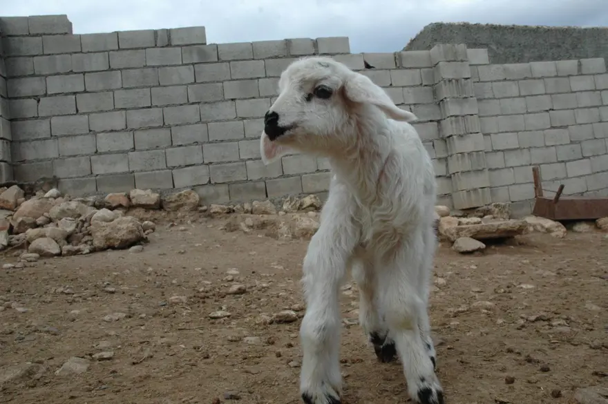 Diyarbakır'da 6 ayaklı doğan kuzu görenleri şaşırtıyor 3 Diyarbakır'da 6 ayaklı doğan kuzu görenleri şaşırtıyor 3