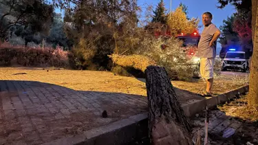 Seyir halindeki kamyonetin üzerine ağaç devrildi