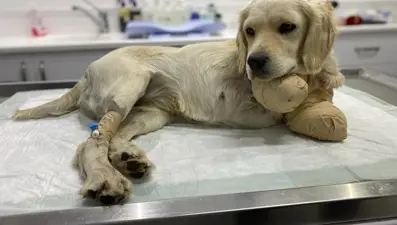 Samsun'da patileri kesilen yavru köpek, hayati tehlikeyi atlattı