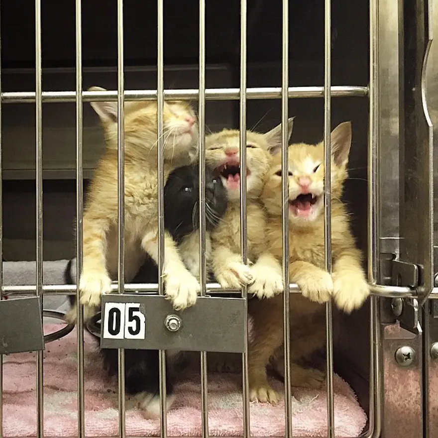 Hayatını kedileri kurtarmaya adadı 181