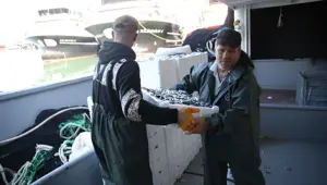 Karadeniz'de hamsi bereketi: Kilosu 100-150 lira