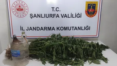 Şanlıurfa’da kenevir bitkisi eken 3 kişi yakalandı