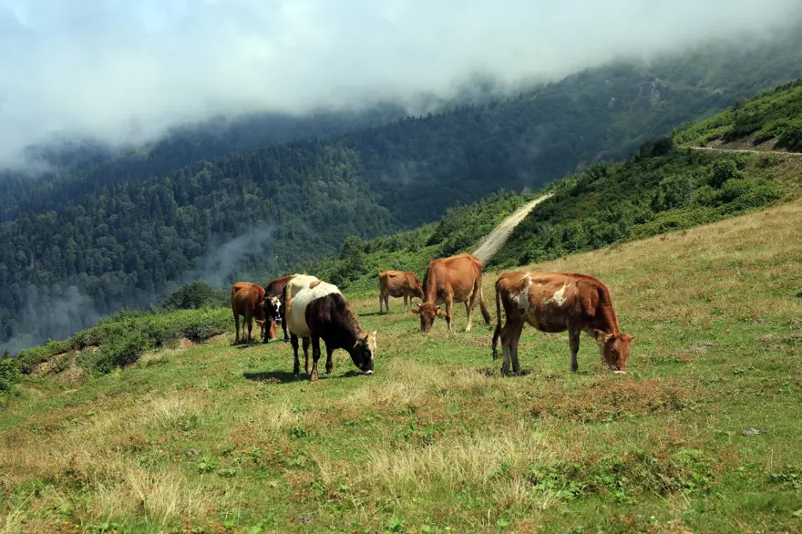 Rize'de bulutların üzerindeki yeşil cennet: İkizdere Vadisi 11