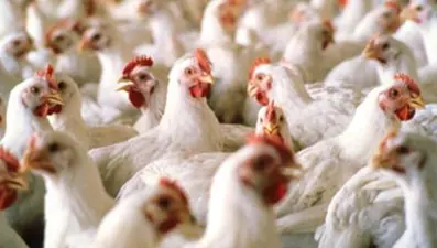 Konkordato mağduru 3 milyon tavuğun bakımını üç firma üstlendi