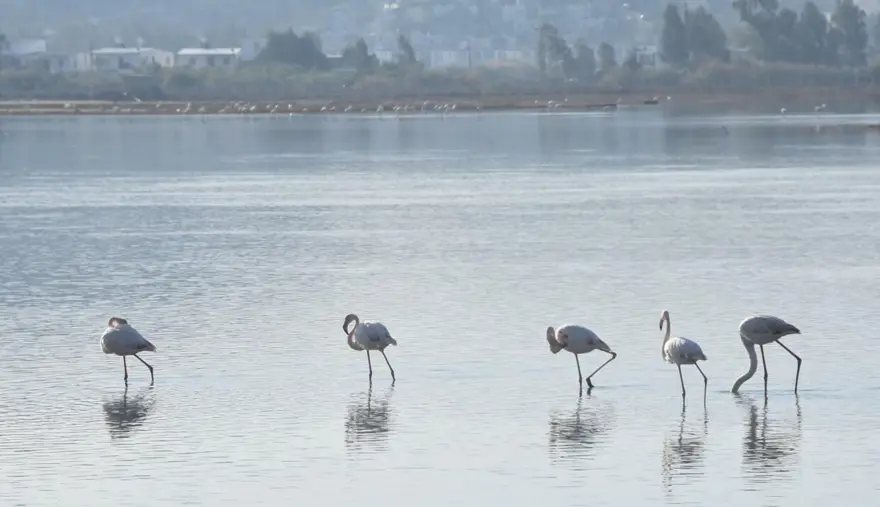 Tuzla Sulak Alanı'na flamingo akını 2