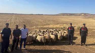 Kaybolan küçükbaş hayvanlar dron ile bulundu