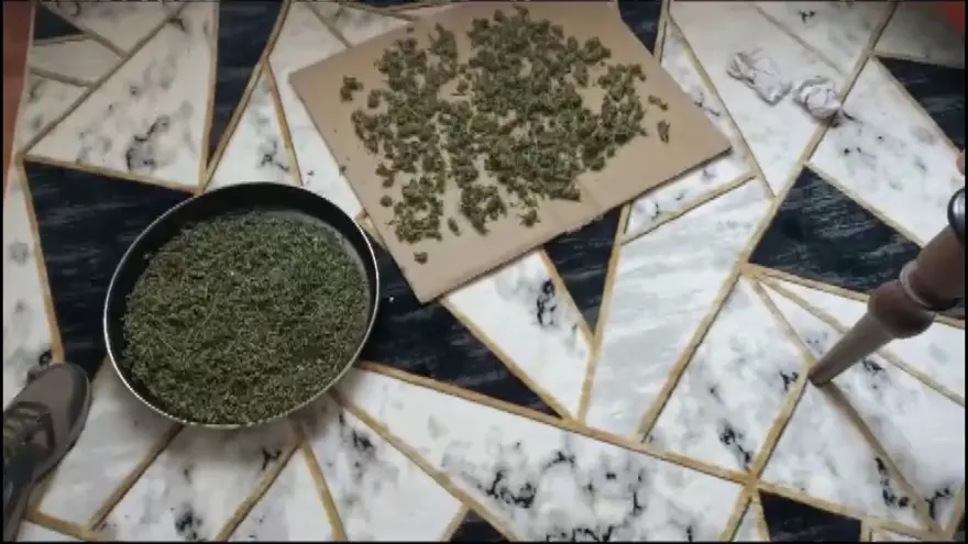 Apartman dairesini esrar bahçesine çevirmişler 1