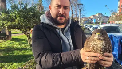 Zonguldak'ta yaralı bulunan şahin tedaviye alındı