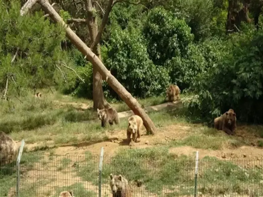 Bursa’da ayı alarmı sürüyor: Barınaktan kaçan ayı nereye gitti? 1
