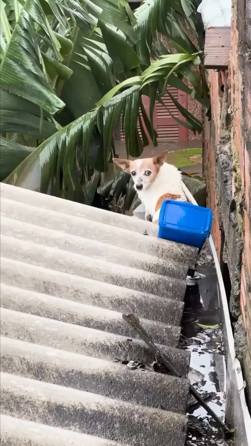 Brezilya'da sel felaketi: Milletvekili ve meclis üyesi, yüzlerce hayvanı selden kurtarıyor 3