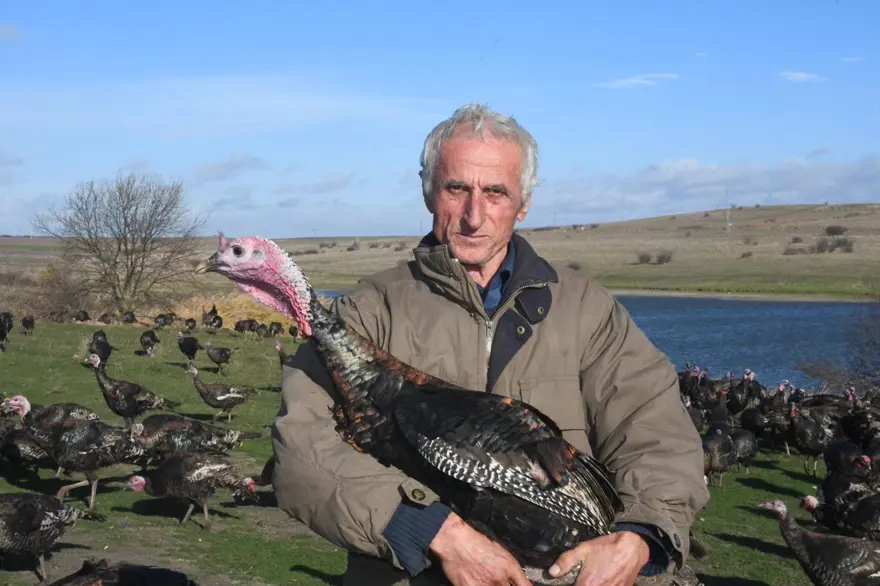 Yılbaşı hindileri satışa çıktı (Fiyatı kaç lira olacak?) 4