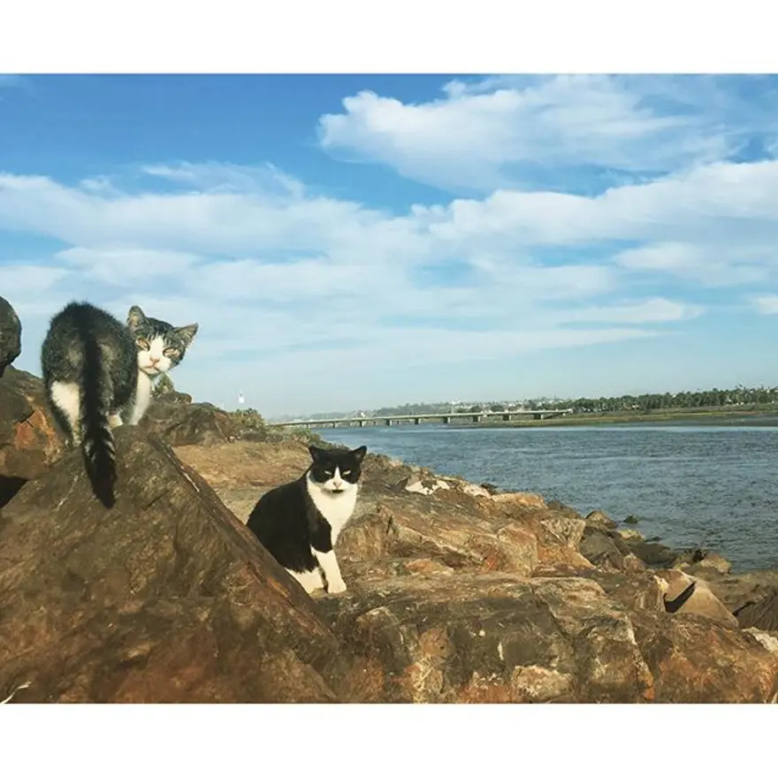 Hayatını kedileri kurtarmaya adadı 328