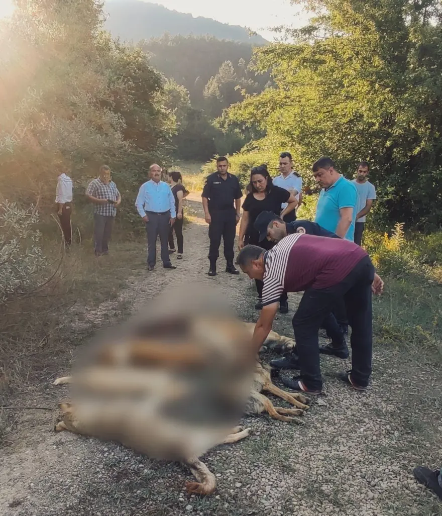 "İNSANLIĞA SIĞMAYAN KÖPEK KATLİAMI İLE KARŞILAŞTIK" 4