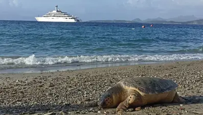 Nesli tükenmekte olan caretta caretta sahile vurdu